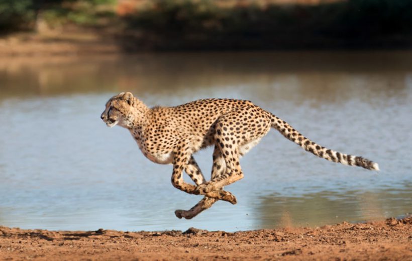 Ann van Dyk Cheetah Centre