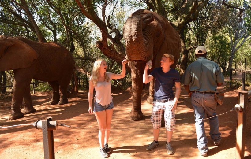 Elephant Sanctuary Hartbeespoort